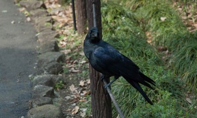 Les corbeaux à Tokyo Image 1