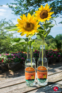 Les tournesols au parc de l'île de Nokonoshima Les tournesols au parc de l'île de Nokonoshima