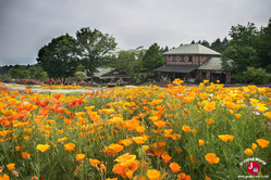 Les fleurs du Kuju Flower Park Les fleurs du Kuju Flower Park
