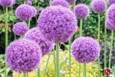 Les fleurs du Kuju Flower Park Les fleurs du Kuju Flower Park