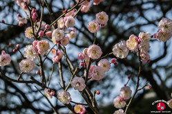 Le printemps arrive à Fukuoka au Dazaifu Tenman-gu