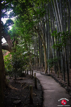 Le jardin de bambou du temple Hokoku-ji Le jardin de bambou du temple Hokoku-ji